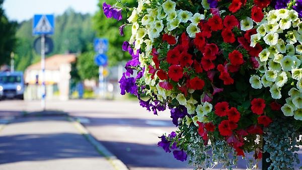 Blommor på Sveagatan