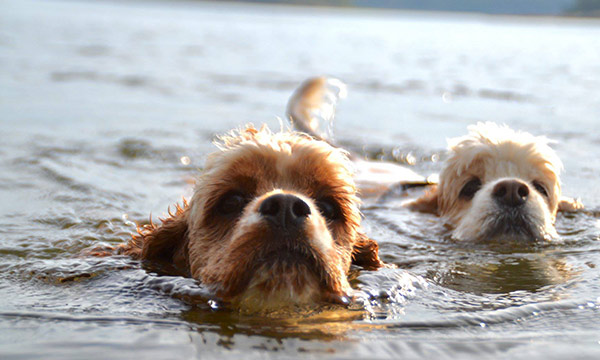 Hundar som simmar