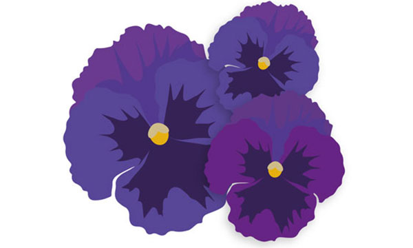 Två tecknade violer